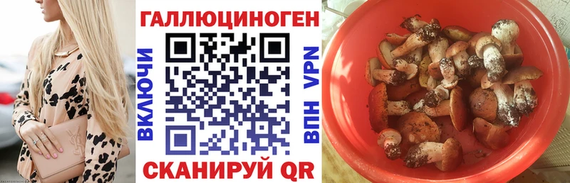 Галлюциногенные грибы Psilocybine cubensis  Кашира 